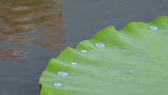 露珠兒