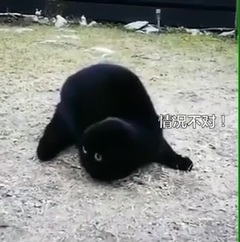 間諜喵