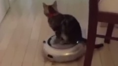 逗比寵物搞笑集錦
