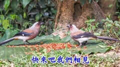 阿蘭娜