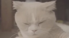 影視原聲 - 《ねこあつめの家》