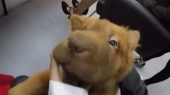 對著AOA美女組合,小狗的視角