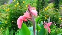 百花爭妍- 聆聽大自然之聲