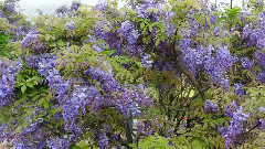 淡水紫藤咖啡園