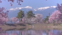 日本長野縣六道堤櫻花