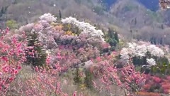 假如愛有天意哼唱版