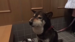 柴犬被蜜蜂蜇了鼻子后。。。