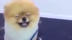 這誰家的博美!是有多困!
