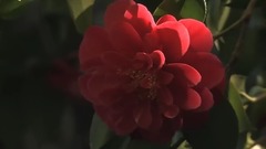 爭奇斗艷 花花世界