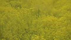 古箏珍品純音樂