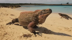 巴哈馬風光