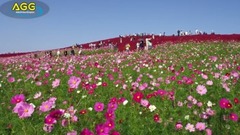日立海濱公園