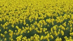 美國斯卡吉特谷水仙花風光cut1-聆聽大自然之聲
