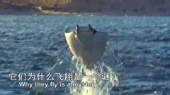 飛來飛去的魔鬼魚