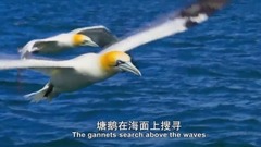 海豚與塘鵝的完美?？张浜? width=