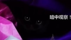 正在執行任務的王牌特工 間諜貓