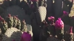 約書亞樹海貍仙人掌Joshua Tree beavertail cactus