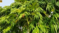 民樂群星,風景,音樂短片,輕音樂,樂動城市 - 輕輕搖曳 樹影婆娑 聆聽大自然之聲