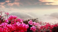 映山紅