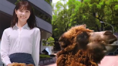 乃木坂46?西野七瀬が失蹤!_白石麻衣らメンバーが意味深なつぶやき はるやま商事"i-shirt"新CM"アイシャツ アイ篇"