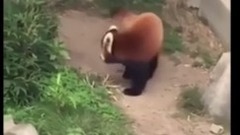一只被石頭嚇壞的小熊貓