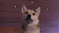 柴犬:我主人不會是個傻子吧?