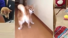 鬼畜柴犬無法忽視的屁股