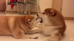 【18禁】為什么非要把舌頭伸進人家嘴里?