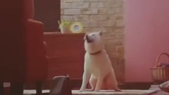 ソフトバンク ギガちゃんのギガ學割CM全集(全11種)