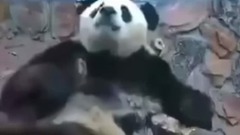 民樂群星,搞笑音樂,萌寵 - 抖腿王 最嘚瑟的大熊貓!