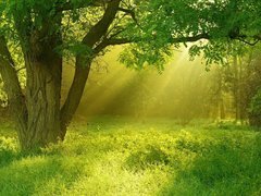 Hope 心靈的遨游