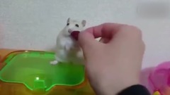 倉鼠嘴里的食物被搶走,氣到懷疑人生!