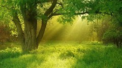 民樂群星,風景,音樂短片,輕音樂,樂動城市 - 郁郁蔥蔥,綠色的海洋