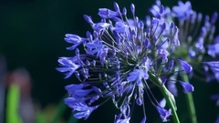 比才歌劇卡門序曲