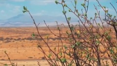 民樂群星,風景,音樂短片,樂動城市 - 納米比亞 WILD NAMIBIA