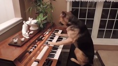 狗狗彈鋼琴
