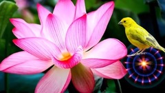 Sanam Re -MALE......GOOD MORNING Messaging video