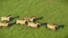輕音樂 - Empire of Angels (horses)