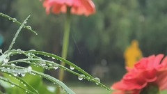 民樂群星,風景,音樂短片,輕音樂 - 姹紫嫣紅的花花世界