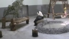 日本網友都看樂了,熊貓被熱到懷疑人生!