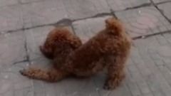 萌寵合集!慫的不要不要的