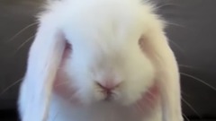 小兔子自己洗臉洗腳