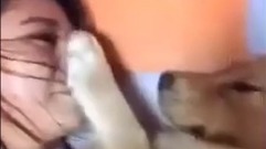 女主人趁金毛睡著后偷親,金毛的反應....