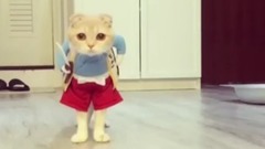 最も面白い貓の映像