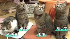 ?どうぶつピース!!かわいい大図鑑?貓編(20)はじめての歯磨きで思わずバンザイ!