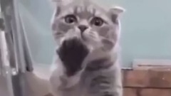 最も面白い貓の映畫2017