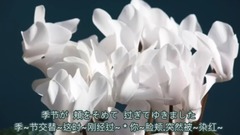 シクラメンのかほり(仙客來的花香)