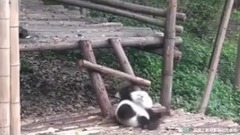 蠢萌的熊貓寶寶 跟頭摔不停!