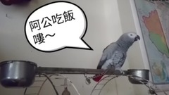 非洲鸚鵡猛叫阿公吃飯