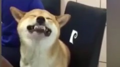 笑什么沒看過柴犬打噴嚏喔